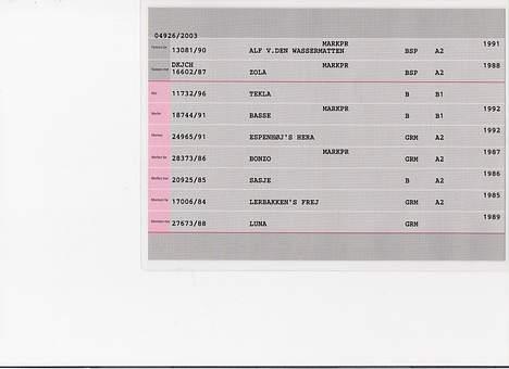 Ruhåret hønsehund pondy billede 5