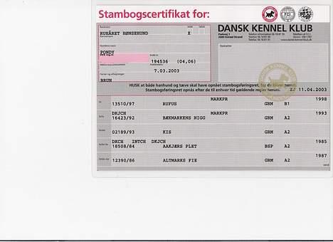 Ruhåret hønsehund pondy billede 6