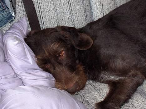 Ruhåret hønsehund pondy billede 7