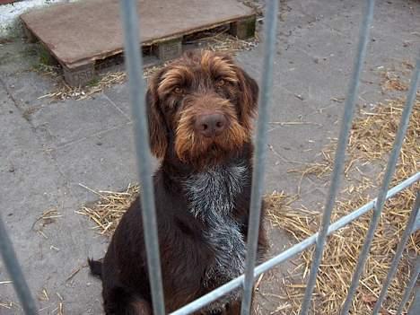 Ruhåret hønsehund pondy billede 8