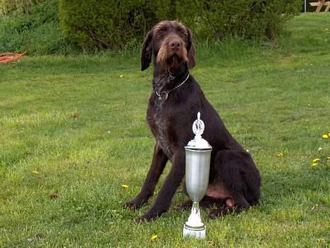 Ruhåret hønsehund pondy - hvor er jeg stolt!!!!! billede 9