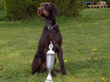 Ruhåret hønsehund pondy billede 10