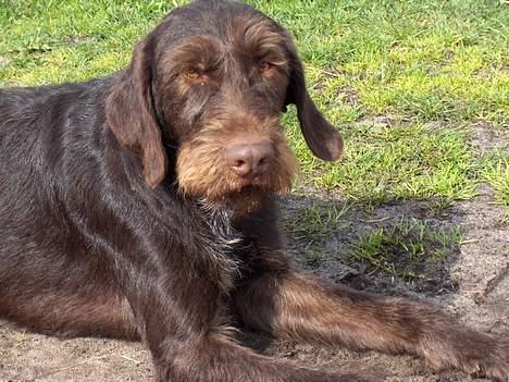 Ruhåret hønsehund pondy billede 11