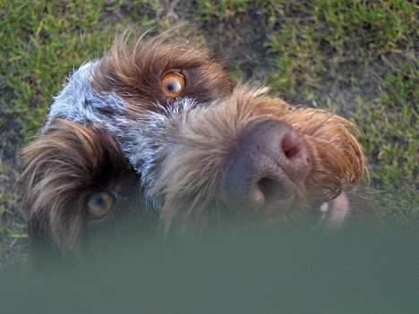 Ruhåret hønsehund centa billede 1