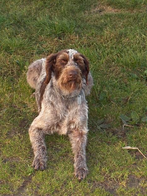 Ruhåret hønsehund centa billede 2