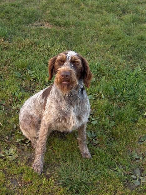 Ruhåret hønsehund centa billede 3