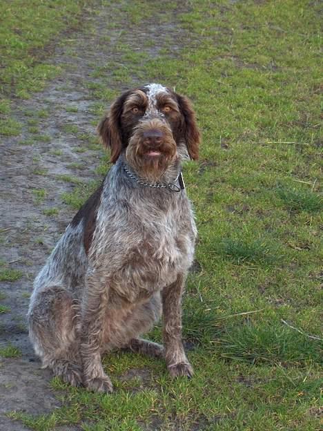 Ruhåret hønsehund centa billede 4