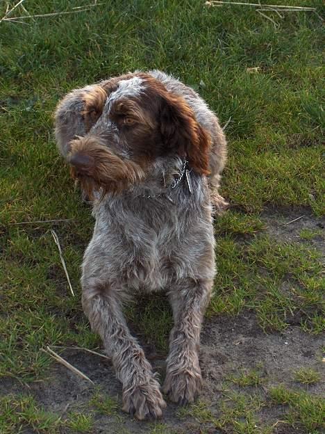 Ruhåret hønsehund centa billede 5