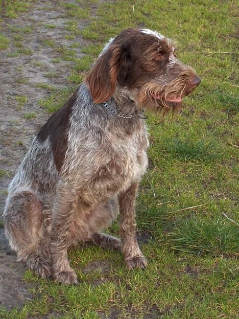 Ruhåret hønsehund centa billede 6