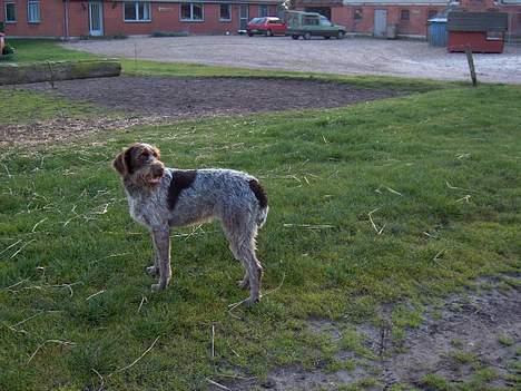 Ruhåret hønsehund centa billede 7