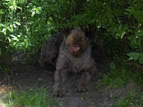 Ruhåret hønsehund centa billede 8