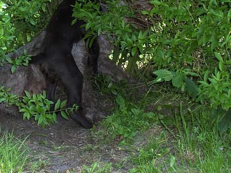 Ruhåret hønsehund centa billede 9