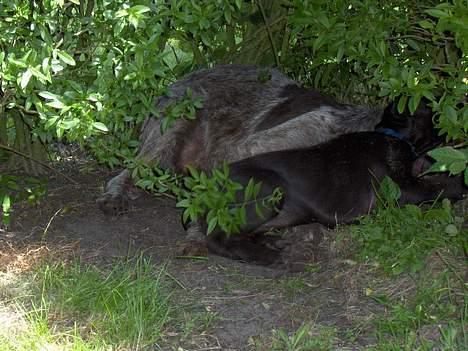 Ruhåret hønsehund centa billede 10