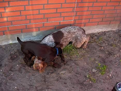 Ruhåret hønsehund centa billede 11