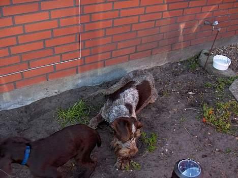 Ruhåret hønsehund centa billede 12