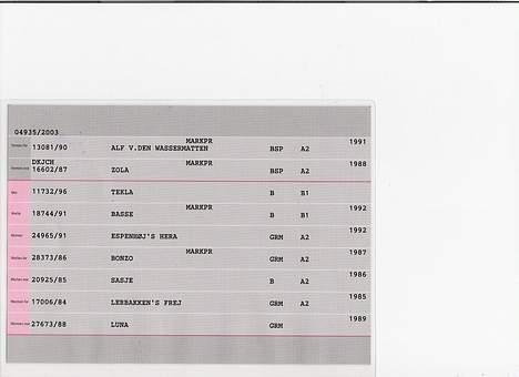 Ruhåret hønsehund centa billede 14