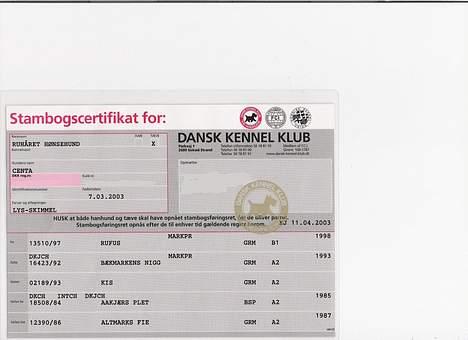 Ruhåret hønsehund centa billede 15