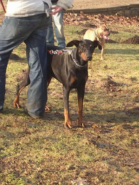 Dobermann Asja (Død) R.I.P - lurer lige lidt.....til muskelhundetræffet den 12 februar billede 19