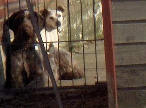 Ruhåret hønsehund centa billede 16