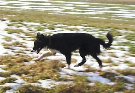 Border collie Eisse's Bold Blackie billede 19