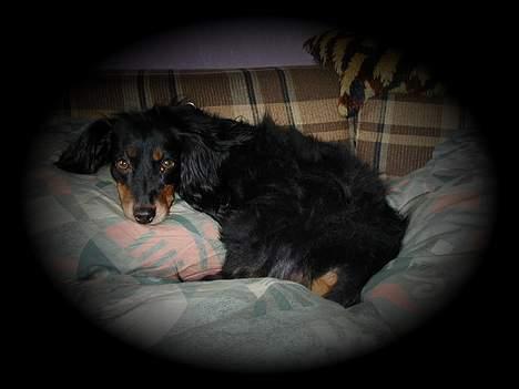 Gravhund Nubber - Her er der heldigvis ingen ært. Ligger godt. billede 4