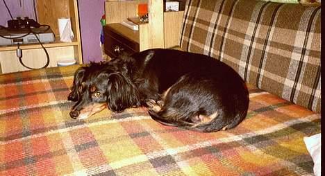 Gravhund Nubber - Hyggestund i sengen, det er altid skøøønt.:-) billede 5