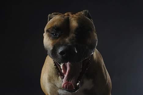 Blanding af racer Pablo - gaaaabbbb billede 14