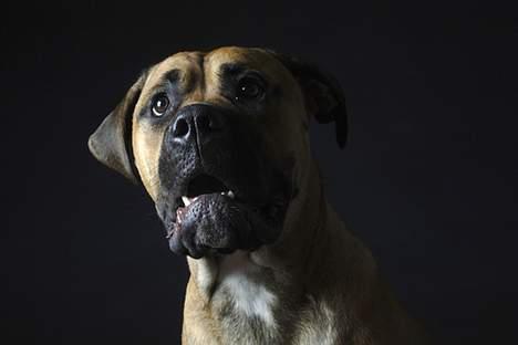 Blanding af racer Pablo - hvad sagde du??? mad.. billede 15