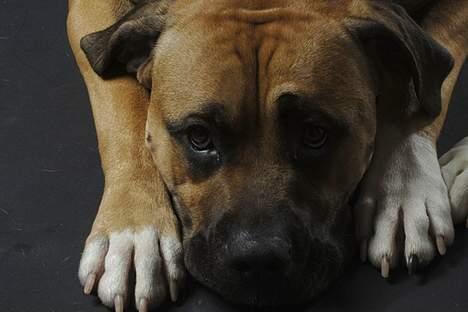 Blanding af racer Pablo - jeg keder mig billede 16