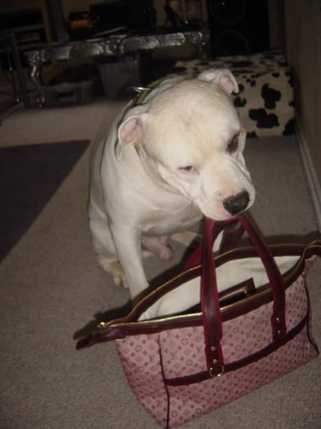 Blanding af racer Balou - her er min legetøjs taske billede 16