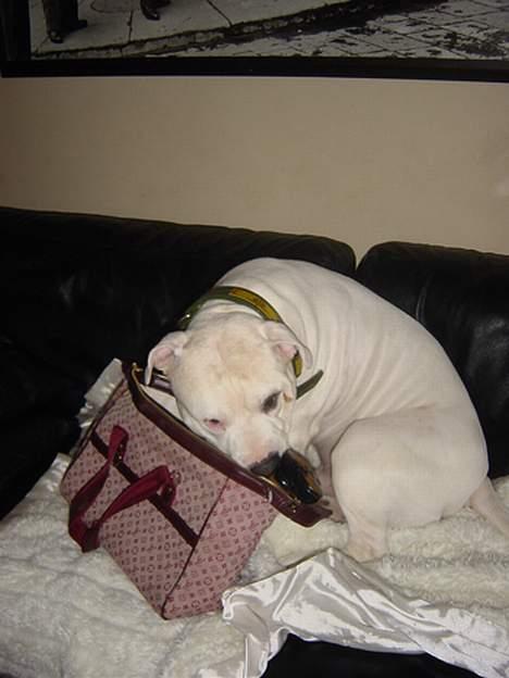 Blanding af racer Balou - hvad mon balou har i sin taske billede 17