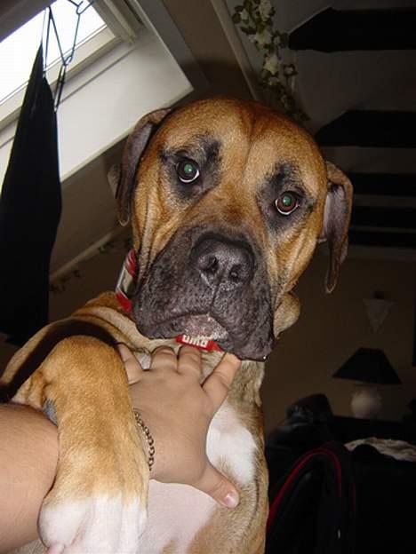 Blanding af racer Pablo billede 17