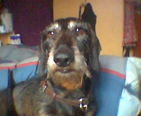 Gravhund Gandalf. - Jeg syntes selv, jeg ser ret klog ud. :-) billede 2