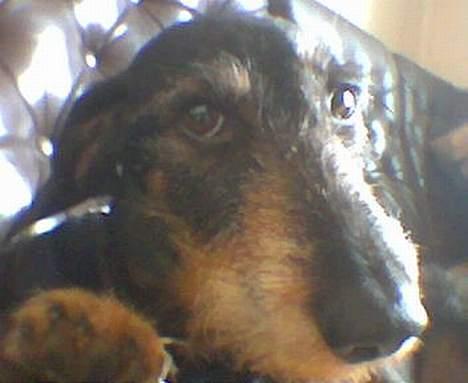 Gravhund Gandalf. - Her er jeg så helt tæt på. billede 3