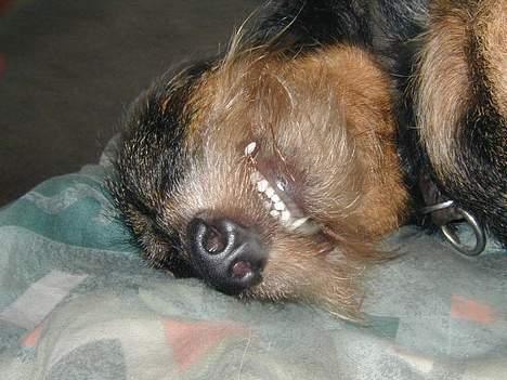 Gravhund Gandalf. - Jeg smiler meget, også i søvne. billede 4