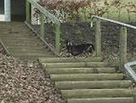 Gravhund Gandalf. - Venter på min familie og venner, kom nu vi SKAL helt op. billede 5