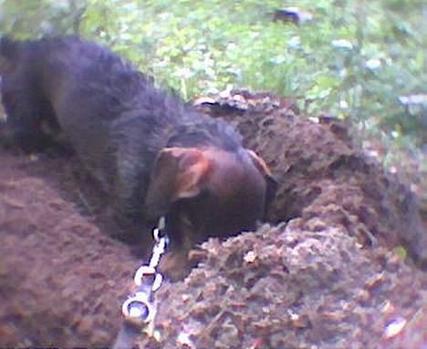 Gravhund Gandalf. - Mon der er nogen hjemme? Man er vel gravhund. billede 6