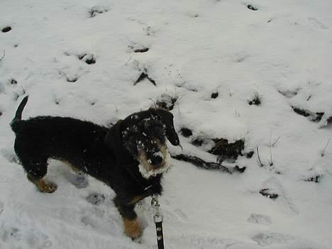 Gravhund Gandalf. - Dejligt. Jeg elsker sne. Men ikke salten på vejene, det gør avs i poterne. billede 7