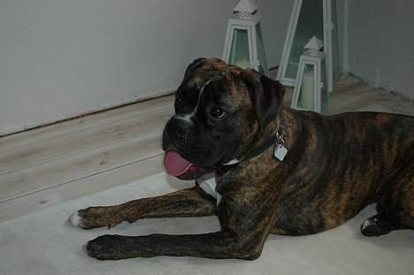 Boxer zep billede 1