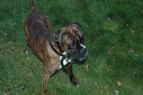 Boxer zep billede 2
