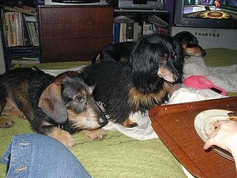 Gravhund Gandalf. - Min søn Bilbo, hans mor Nubber og jeg eeelsker lasagne. billede 8