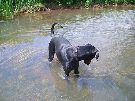 Dobermann Torontos Tess  - hov var det en fisk... billede 9