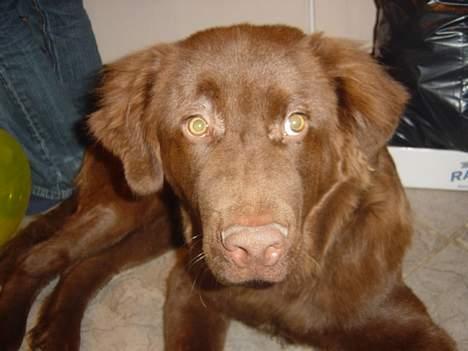 Blanding af racer Bobbi Brown billede 2