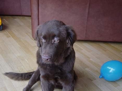 Blanding af racer Bobbi Brown - Jeg haaader balloner!! billede 3