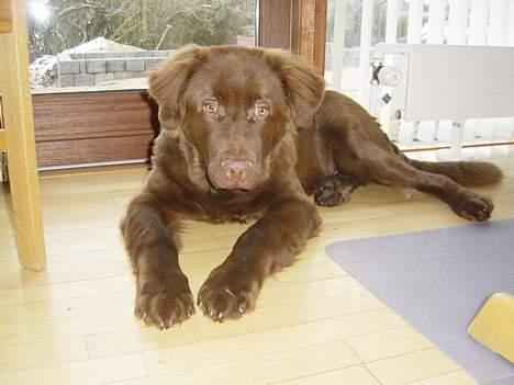 Blanding af racer Bobbi Brown - Er der ikke lidt strandløve over mig? billede 4