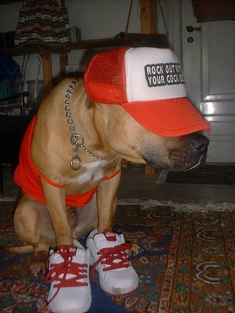 Amerikansk staffordshire terrier Kejser Bastian - Rock out with your cock out, the streetdog :)  billede 18