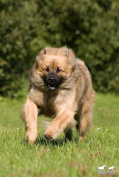 Eurasier  Chanti billede 15