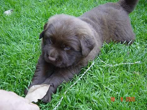 Blanding af racer Bobbi Brown billede 7