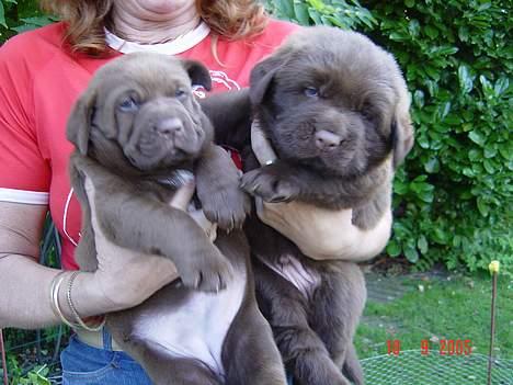 Blanding af racer Bobbi Brown - Her er jeg sammen med min søster, hun er ikke ret stor hva? billede 8