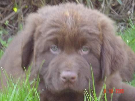 Blanding af racer Bobbi Brown billede 9